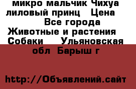 микро мальчик Чихуа лиловый принц › Цена ­ 90 - Все города Животные и растения » Собаки   . Ульяновская обл.,Барыш г.